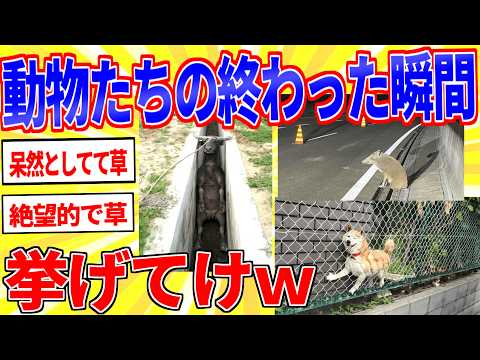 動物たちの諦めた瞬間を晒していけｗｗｗ【2ch面白いスレゆっくり解説】