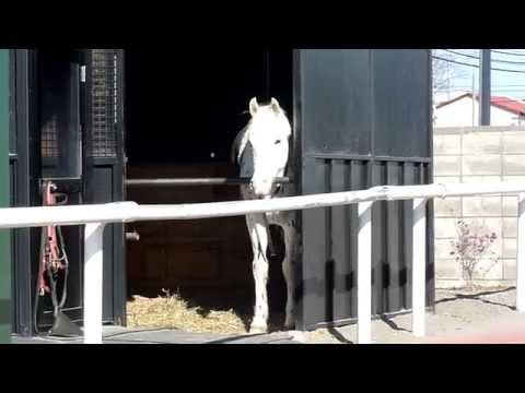 ホッカイドウ競馬の誘導馬　テン太