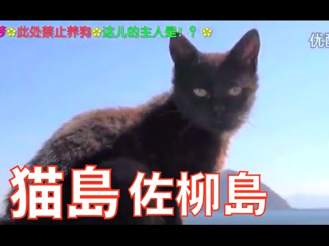 中国人モンちゃん食べまくり旅！日本猫岛！猫星人萌死！[小梦帮倒忙Z]