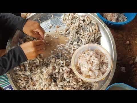 Shrimp Cleaners