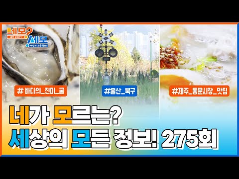 [네모세모] 275회 Full ver. 제철 맞은 바다의 진미, 굴 l 울산 북구에서 건져올린 행복 l 제주 동문시장 숨은 맛집