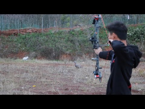 复合弓射箭原野3d射箭 果果射箭器材