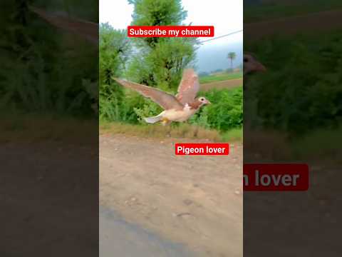 kabutar ki video #youtube #virel #my #videos #subscribe #my #channel #beautiful#pigeon #pigeonbreeds