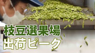 「新潟茶豆」出荷ピーク　リズミカルに運ばれるエダマメたち