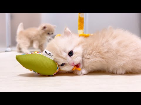 【マンチカンの子猫】遊び好きな子猫が可愛い件 ～猫のいる生活Vol.1017～出産動画 マンチカン短足・ミヌエット・ペルシャ猫専門ブリーダー『ペット蔵人』【子猫の成長記録】