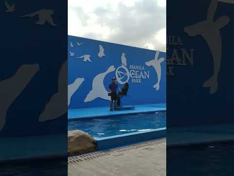 Sea Lion Show, Manila Ocean Park