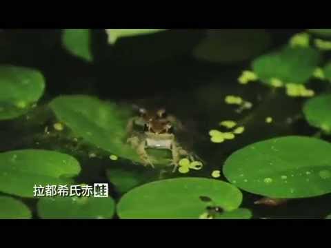 大愛電視提供_青蛙篇