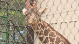 新しいアイドルが登場！「アミメキリン」17日から公開　岡山・池田動物園