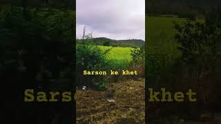 Peele peele Sarson ke khet #nature #sarson #khet #song #tseries #music