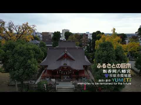 【千葉県市原市】空から見た巨木の映像「ふるさとの巨木」～飯香岡八幡宮～