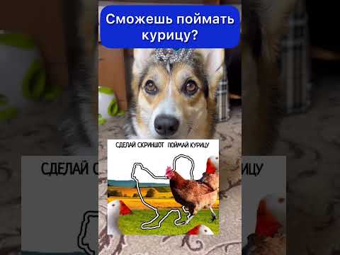 СМОЖЕШЬ СДЕЛАТЬ СКРИНШОТ И ПОЙМАТЬ КУРИЦУ?