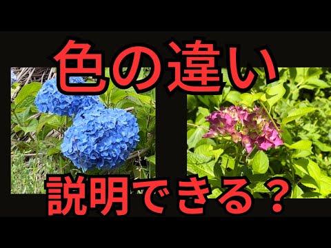 紫陽花、色が違う理由は？