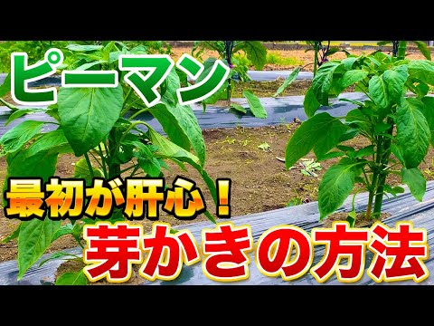 【ピーマン栽培】その脇芽とり要注意です！収穫量を大幅に増やす仕立て方！