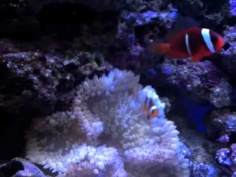 Aquarium Nano with Deep Sand Bed Sea Anemone, Leather Soft Coral, Clowns, and Purple Firefish Goby