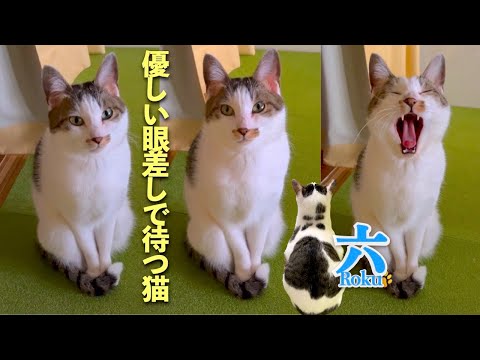 【猫の優しい眼差し】私の側で静かに座って見つめる愛猫が愛おしい  | [生まれ変わりの猫] 六 (Roku)