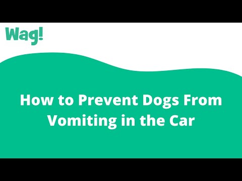 How to Prevent Dogs From Vomiting in the Car | Wag!