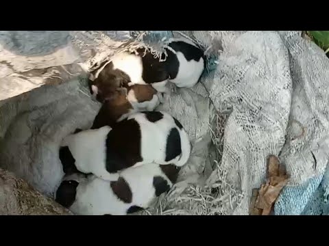 Save 4 Puppies | Save 4 🐕 Dogs Baby | #viral video in Bengali