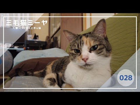 【猫好き必見！癒しの三毛猫動画】たくさん遊んでもらえたよ♪三毛猫ミーヤちゃん