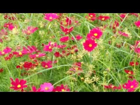 欣賞106年11月14日，台中花海節花朶滿園開景觀(1)