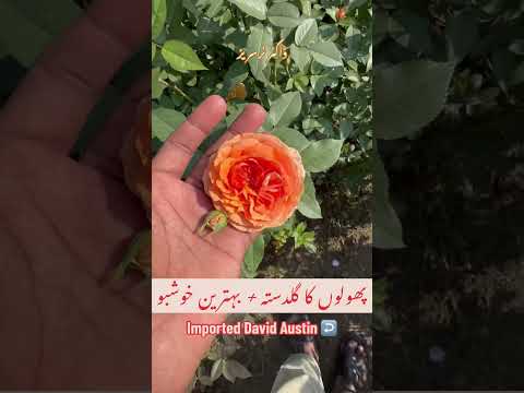 #davidaustinroses #viral  #flowershop #flowerlanguage  #saudiarabia #usa #status