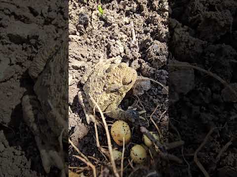 The Toad, a permanent resident in my garden, fascinating amphibian