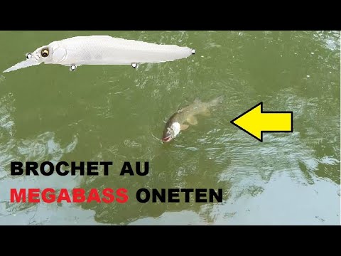 Oneten megabass , un leurre à brochet qui fait son effet .