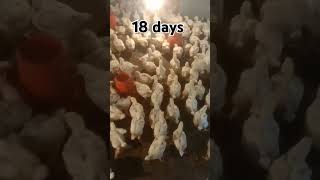 #youtube #chicken #poultrydays #chickenfarming #youtubeshorts #poultry #poultryfarming #18days