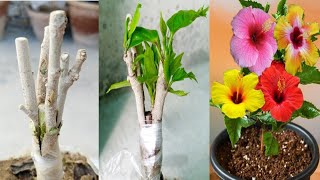 Hibiscus Plant Multiple Grafting Technique | how to graft hibiscus