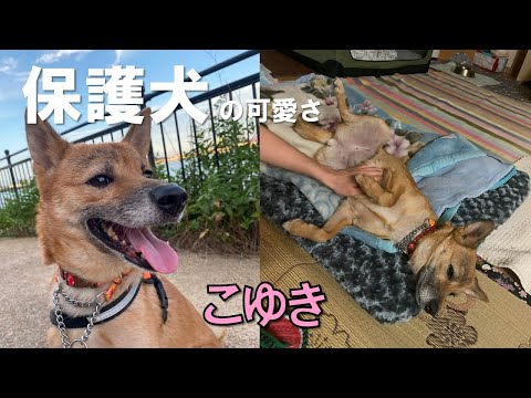 【保護犬の可愛さ】小さくて甘えん坊のこゆきがお泊り