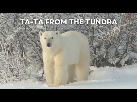 Ta-ta from the Tundra | Tundra Connections