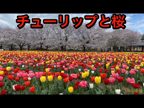 チューリップと桜のコラボ