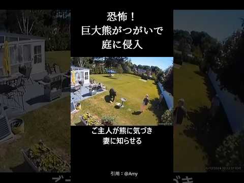 恐怖！巨大熊がつがい(夫婦)で庭に侵入#bear#shorts#scary #熊#巨大熊