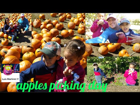 Dia de granja recojiendo manzanas/picking apples day in the farm