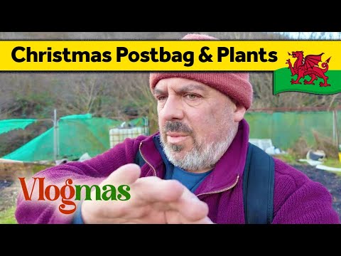 179. Postbag and Planting Amber 🎄 Vlogmas - Living Alone in Wales (December 2024)