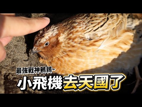 小飛機去天國了，最強戰神鵪鶉逝世【許伯簡芝】