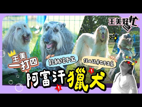 狗界超模 阿富汗獵犬 貴族出巡 王思佳女僕初體驗！【 萌期間限定 】 萌寵明星粗乃玩 特別企劃 @haveapetday