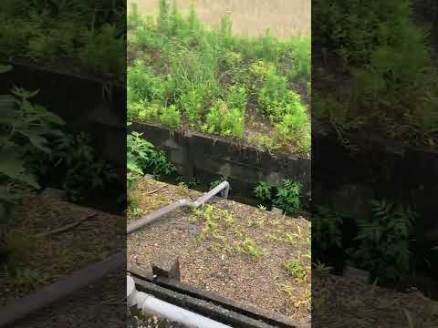 6月ですねえ　雨模様の仕事ぶり