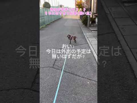 散歩が苦手なトイプードル🐶道の真ん中で立ち往生❣️