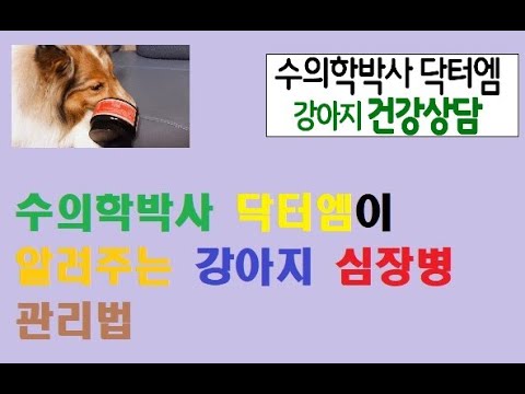 수의학박사 닥터엠이 알려주는 강아지 심장병 관리법