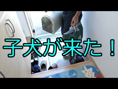 【シーズーの子犬が来た！】おやじ伝説ぷりん