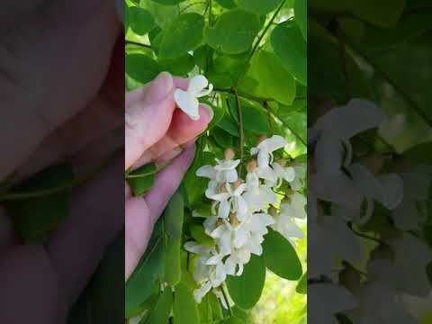 Black Locust Flower