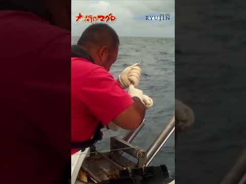 Can they catch tuna with live mackerel bait? Longline fishing Oma tuna fisherman Minami Brothers