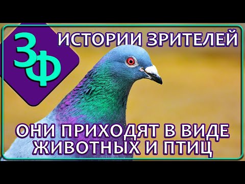 Ретроспектива 29-23 Горлица, это была я | Новые истории Зрителей