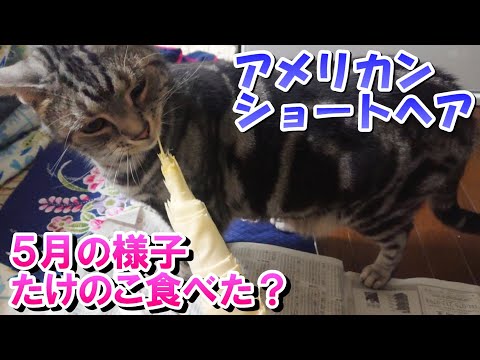 猫と過ごす５月の様子（アメリカンショートヘア）