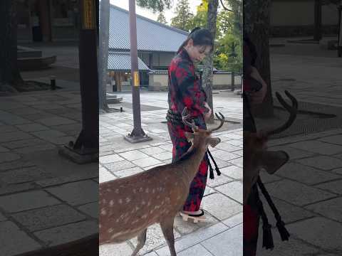 Walking with deer wearing a yukata🦌💨 #yukata #nara #dear #浴衣 #奈良公園 #東大寺 #しかのこのこのここしたんたん