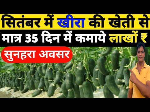 सितंबर में खीरा की खेती से मात्र 35दिन में कमाये लाखों रुपये|Kheera ki kheti|खीरा की खेती कैसें करें