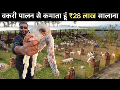 Goat Farming Business plan - बकरी पालन कैसे करें ? Sirohi Bakri training price India