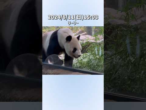 【2024/8/11(日)🌿リーリー🐼】〜上野動物園〜