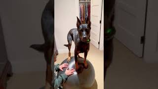 Beauceron Pheature - Balancing