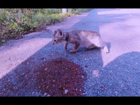 Kitten hit by Car on the Highway #kittenrescue #straykittenrescue